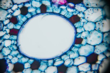 Close-up of plant cells under microscope, revealing vibrant colors and unique structures, emphasizing the beauty and complexity of biological systems in nature