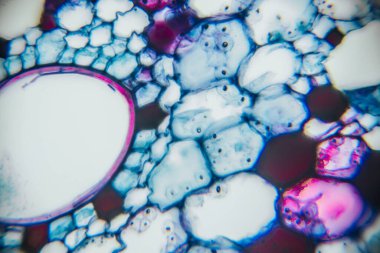 Colorful microscopic cells reveal intricate patterns and textures, showcasing biological structures and their unique characteristics, ideal for scientific exploration and education