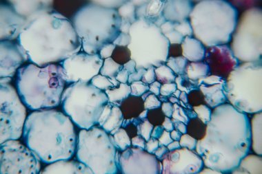 Renkli soyut mikroskobik görüntü baloncuklar ve organik şekiller içerir, büyüleyici bir şablon yaratarak keşif ve bilimsel merakı canlı bir kompozisyona davet eder.