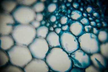 Mavi ve beyaz renkli soyut baloncukların makro çekimi, benzersiz şekilleri ve dokuları vurguluyor, sıvı dinamikleri ve organik güzelliğin büyüleyici görsel deneyimini yaratıyor