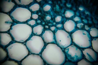 Close-up view of vibrant bubbles in blue and white hues, highlighting unique shapes and textures, creating an abstract and visually engaging scene