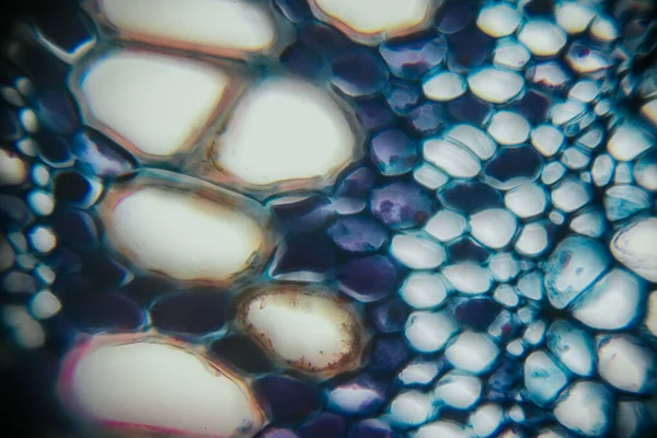 Renkli baloncukların ve organik şekillerin yakın çekim görüntüsü, karmaşık doku ve kalıpların altını çizmek, canlı renklerle ve sıvı formlarla büyüleyici bir görsel deneyim yaratmak