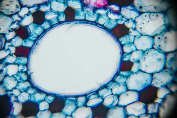 Close-up of plant cells under microscope, revealing vibrant colors and unique structures, emphasizing the beauty and complexity of biological systems in nature