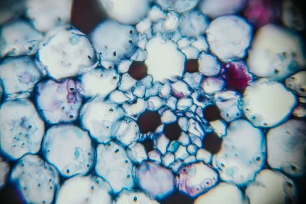 Mikroskop altında çekilen renkli hücresel yapılar doğanın tasarımı ve karmaşıklığının güzelliğini gösteren karmaşık desenleri ve dokuları ortaya koyuyor.