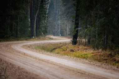 Uzun ağaçlar ve yeşilliklerle çevrili verimli bir orman boyunca uzanan kıvrımlı toprak yol doğanın sükunetinin güzelliğini gözler önüne seriyor.