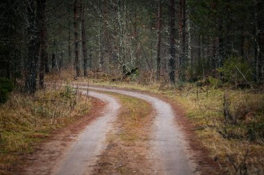 Ağaçlar ve çalılarla çevrili, huzurlu bir orman boyunca uzanan eğri toprak yol, sakin ve davetkar bir açık hava keşfi hissi yaratıyor.