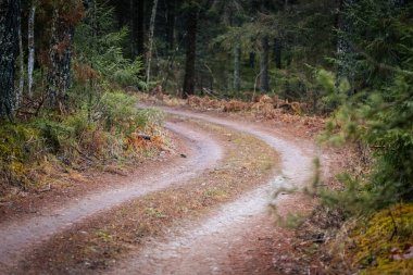 Yoğun orman boyunca uzanan kıvrımlı toprak yol, zengin yapraklar ve yüksek ağaçlarla çevrili, açık hava aktiviteleri için barışçıl bir atmosfer yaratıyor.