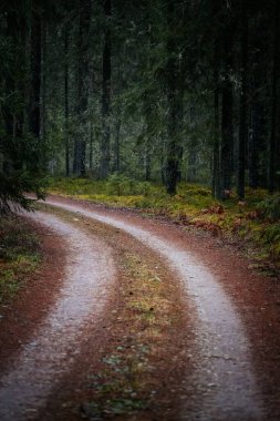 Toprak yol kıvrımlı orman boyunca kıvrılır, her iki tarafında canlı yapraklar ve yükselen ağaçlarla, keşifleri ve doğayla bağlantıyı davet eder.