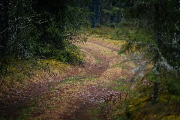 Yoğun ağaçların arasında dolanan huzurlu orman patikası, ayak altında zengin yeşil yapraklar ve yumuşak toprak, açık hava maceraları için sakin bir atmosfer yaratıyor.