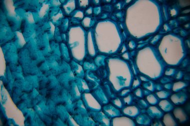 Mikroskobik inceleme, canlı mavi renkli ve eşsiz desenli detaylı bitki hücrelerini ortaya çıkararak, doğal yapıların karmaşıklığını ve bunların bilimsel önemini vurguluyor.