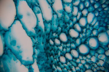 Sıvı mavi ve beyaz desenlere yakından bakmak, organik şekilleri ve dokuları vurgulamak, sanatsal keşifler için çekici ve dinamik bir görsel deneyim yaratmak