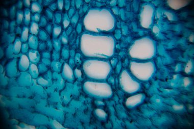 Mikroskobik görüntü canlı mavi renkte bitki hücre yapılarını ortaya çıkarıyor, karmaşık detaylar ve dokular sergiliyor, doğanın ve biyolojinin güzelliğini vurguluyor