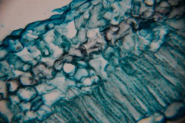 Mavi lekeli bitki dokusunun detaylı mikroskobik görüntüsü, doğanın güzelliğini ve bilimsel keşifleri vurgulayan eşsiz hücresel yapıları ve dokuları gözler önüne seriyor.