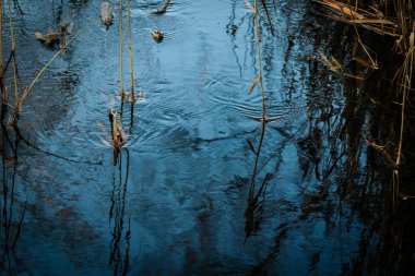 Sazlıkların ve hafif dalgaların yansımalarıyla sakin su yüzeyi doğal bir ortamda barışçıl bir ortam yaratarak su ekosistemlerinin özünü ön plana çıkarıyor.