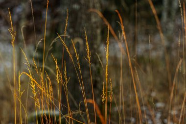 Güneş ışığı, doğal ortamda altın çim bıçaklarını nazikçe aydınlatır. Açık havanın güzelliğini ve doğanın sükunetini vurgulayan huzurlu bir ortam yaratır.