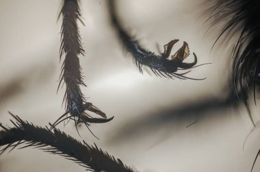 İnce tüyleri ve keskin pençeleri olan böcek bacaklarının detaylı yakın çekimi, çarpıcı bir kompozisyonda konunun karmaşık dokularını ve doğal güzelliğini vurguluyor.