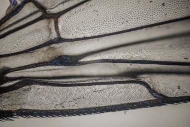 Detailed close-up of an insect wing, revealing unique textures and patterns, emphasizing the complexity of natural structures in an entomological study