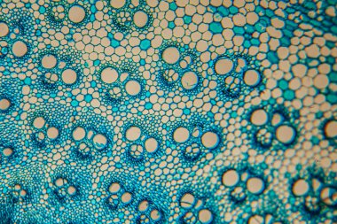 Detailed microscopic image of plant cells displaying unique shapes and vibrant blue colors, emphasizing the intricate beauty of natural structures and scientific exploration