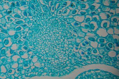 Canlı mavi lekeli bitki dokusunun detaylı mikroskobik görüntüsü, hücrenin yapılarını ve organizasyonunu gösteriyor, doğanın tasarımı ve bilimsel keşiflerinin güzelliğini vurguluyor.