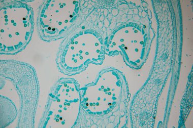 Canlı mavi lekeli bitki hücrelerinin detaylı mikroskobik görüntüsü, eşsiz yapılar ve dokular, eğitici ve bilimsel amaçlar için ideal.
