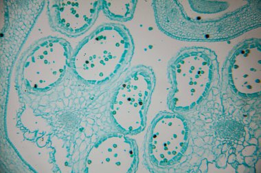 Canlı mavi-yeşil renkler ve karmaşık yapılar içeren bitki hücrelerinin ayrıntılı mikroskobik çizimi, hücresel organizasyonun ve biyolojik fonksiyonların güzelliğini gözler önüne seriyor.