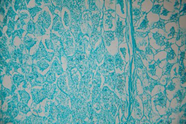 Textured background features blue and white organic patterns, highlighting intricate details and fluid shapes, perfect for artistic design and creative applications