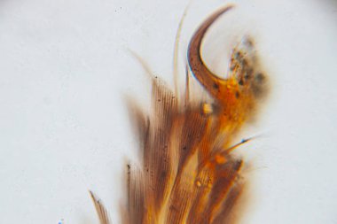 Canlı turuncu ve kahverengi renklere sahip mikroskobik bir yapının detaylı yakın çekimi, bilimsel bir bağlamda karmaşık dokuları ve desenleri vurguluyor