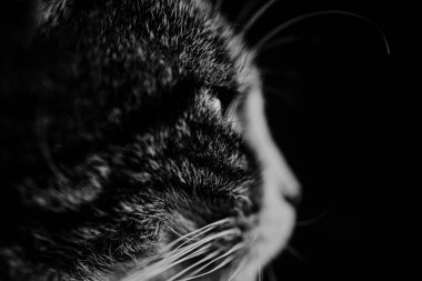 Siyah beyaz bir kedinin profil görüntüsü, kürk dokularını ve bıyıkları vurguluyor, kedilerin zarafetini sergiliyor.