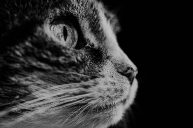 Evcil bir kediye yakından bakmak, çarpıcı gözlerini ve narin bıyıklarını vurgulamak, kedi zarafetinin özünü yansıtan samimi bir atmosfer yaratmak.