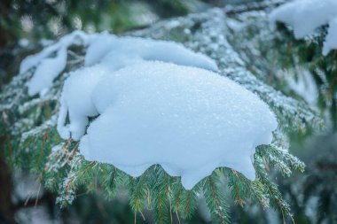 Kalın bir kar tabakası olan Evergreen dalı, kış ormanında bulanık yeşil yapraklarla çevrili güneş ışığında parlar.