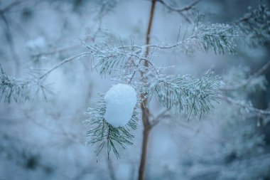 İğnelerinin üzerinde dinlenen bir kartopu ile çam dalı, yumuşak mavi ve beyaz tonlara sahip bulanık bir kış arkaplanı üzerine kurulmuş