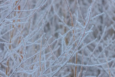 Donmuş dallar, soğuk atmosferi geliştiren soğuk bitki örtüsünün bulanık arka plan elementleriyle bir kış sahnesinde narin buz kristalleri sergiler.