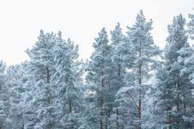 Karla kaplanmış Evergreen ağaçları soğuk iklimde huzurlu bir orman sahnesini gözler önüne sererek hafif bir kış gökyüzüne karşı yükselir.