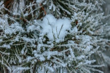 Beyaz kar ve donla süslenmiş çam dalları doğal bir ortamda sakin bir kış manzarasını resmediyor.
