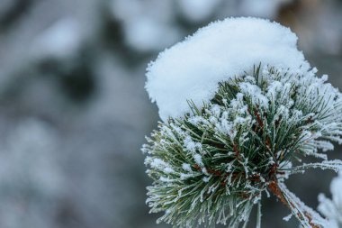 Kalın bir kar tabakası ve donla kaplı çam dalı bulanık bir kış ormanı arka planına kurulmuş, kışın doğanın dingin güzelliğini vurguluyor.
