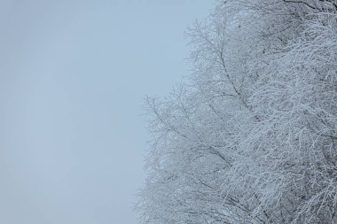 Buzlu ağaç dalları gri gökyüzüne karşı hassas bir desen oluşturarak, sakin bir açık havada kışın güzelliğini vurgular.