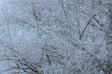 Buz ve karla kaplı ağaç dalları, gri bir gökyüzü ile buzlu kalıplara sessiz bir zemin oluşturan detaylı bir kış sahnesi oluşturur.