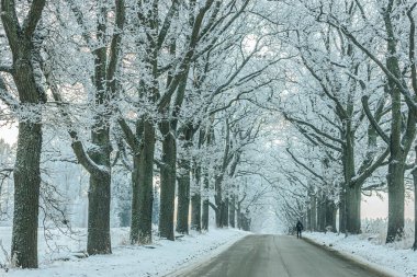 Uzun ağaçlarla çevrili karlı yol sakin bir kış manzarası yaratır. Dalların arasından süzülen yumuşak ışığın altında bisiklet süren bir bisikletçi.