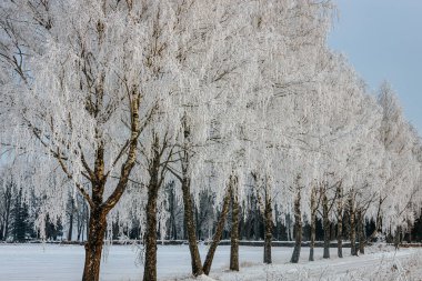 Buz yüklü ağaçlar, donmuş bir göl ve gri gökyüzü ile karlı bir tarla boyunca durarak sakin bir kış atmosferi oluşturur.