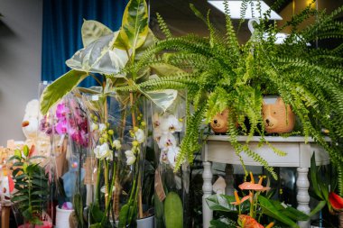 Çiçekçi dükkanında orkide ve eğreltiotu gibi çeşitli saksı bitkileri düzenlenir, dekoratif elementler ve arka planda mavi bir perde bulunur.
