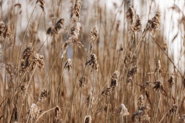 Rüzgarda sallanan uzun otlar yumuşak renklerin bulanık arka planına karşı kuru, dokulu görünümlerini sergiliyorlar.
