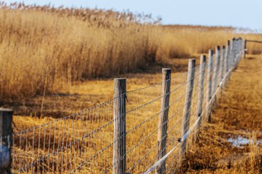 Dikenli telli ahşap çit, kırsal alanda açık mavi bir gökyüzünün altında uzun altın kamışların arasından geçen çimenli bir yol boyunca uzanır.