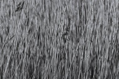 İnce çimenlerin siyah beyaz biçimli görüntüsü yumuşak, bulanık doğal bir zemine karşı narin yapılarını ve hareketlerini gözler önüne seriyor.