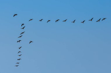 Parlak mavi gökyüzüne karşı V şeklinde uçan kuş sürüsü, açık havada şekillerini ve hareketlerini vurguluyor.