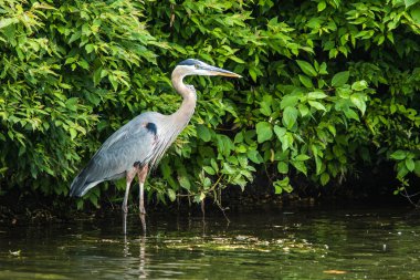 Büyük mavi balıkçıl güneş ışığında tadını çıkarma