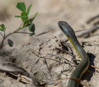 Badlands Güney Dakota ile Slithering Racer yılan Sarı karınlı
