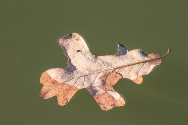 Hint Gölü Cabot Arkansas yakınındaki sakin su üzerinde yüzen yaprak