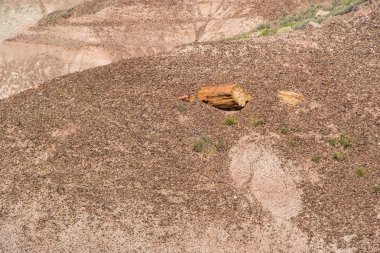 Taşlaşmış ağaç ve taş orman kuma