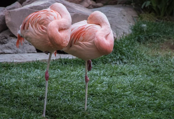 Dos jefes flamencos enterrados en el Flamingo Resort en Las Vegas — Foto de Stock