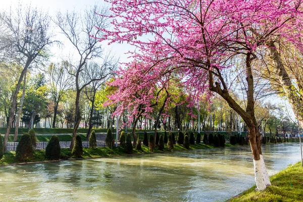 Taşkent baharda